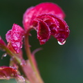  DSC5265
