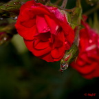  DSC5287