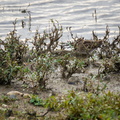 DSC03715