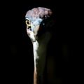 DSC08040